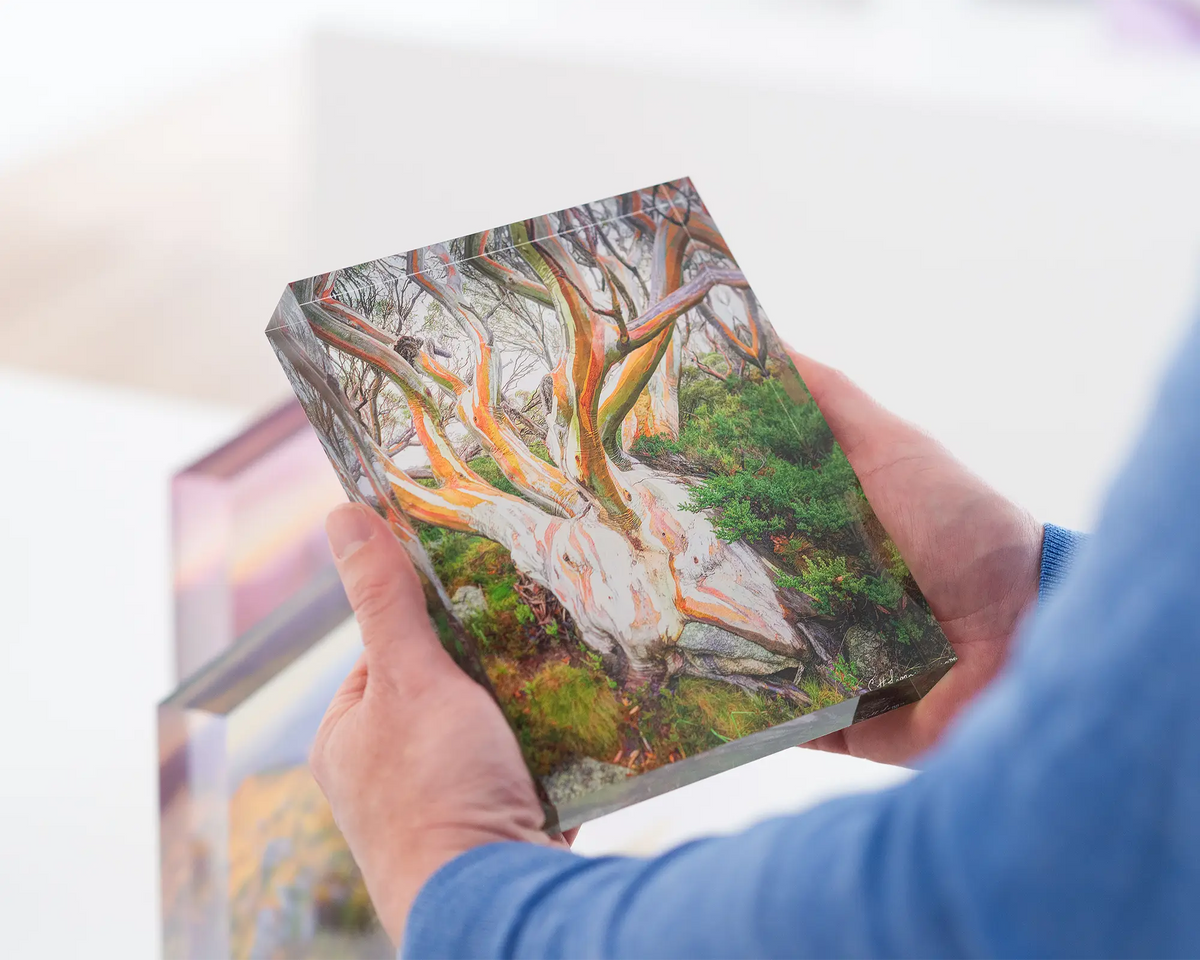 Heart of the Alps. Acrylic block of a snow gum in Kosciuszko National Park. Australian artwork being held.