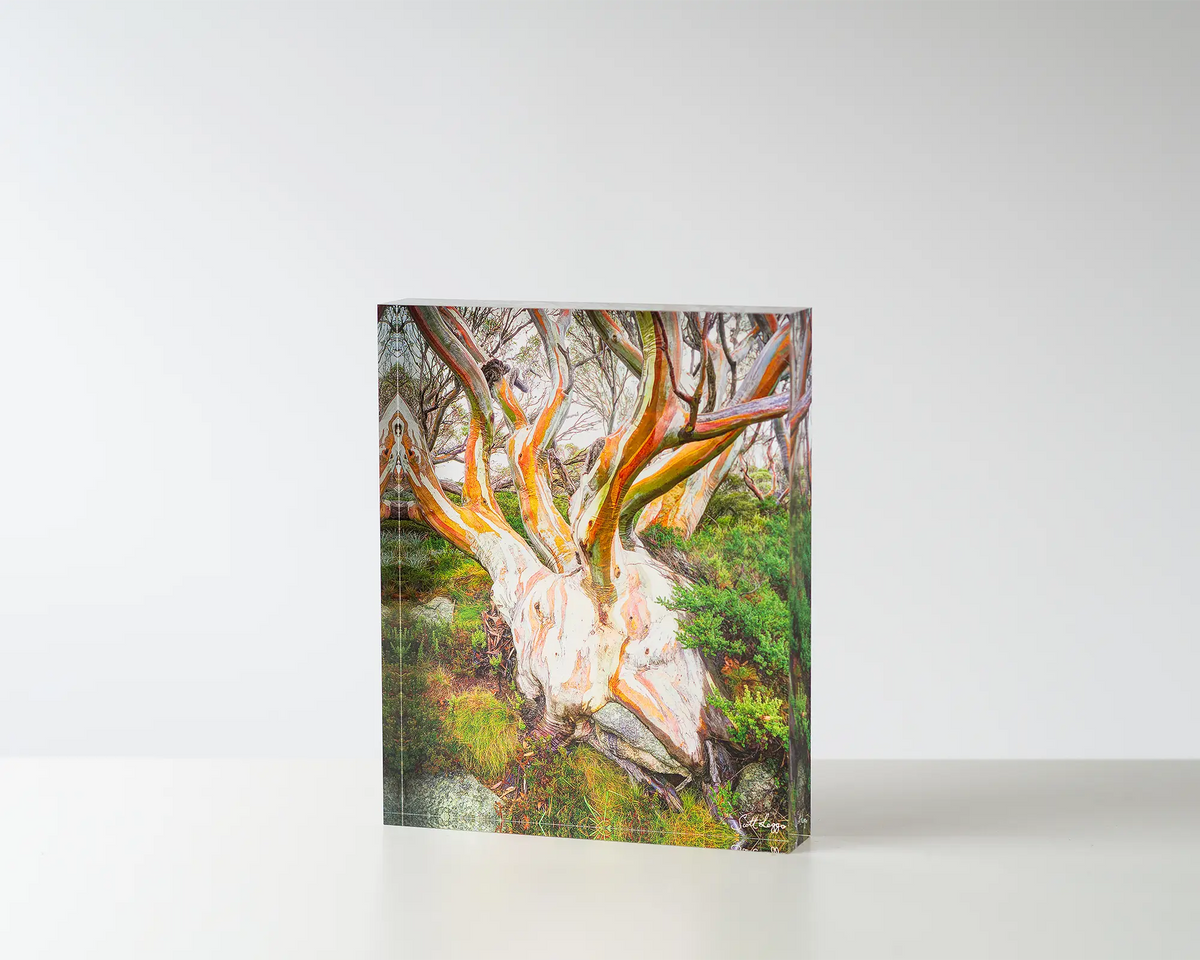 Heart of the Alps. Acrylic block of a snow gum in Kosciuszko National Park. Australian artwork on table.