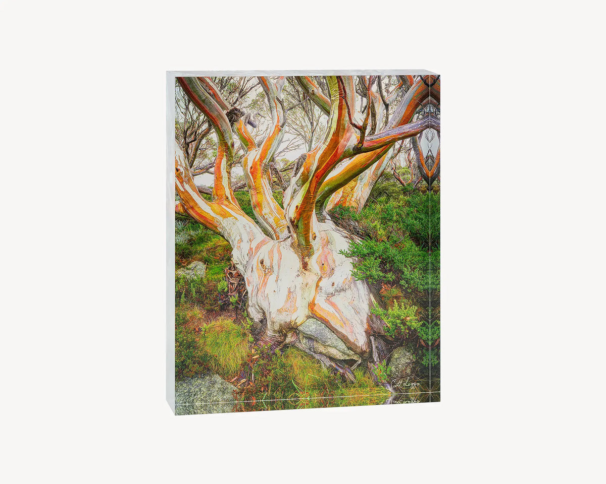 Heart of the Alps. Acrylic block of a snow gum in Kosciuszko National Park. Australian artwork.