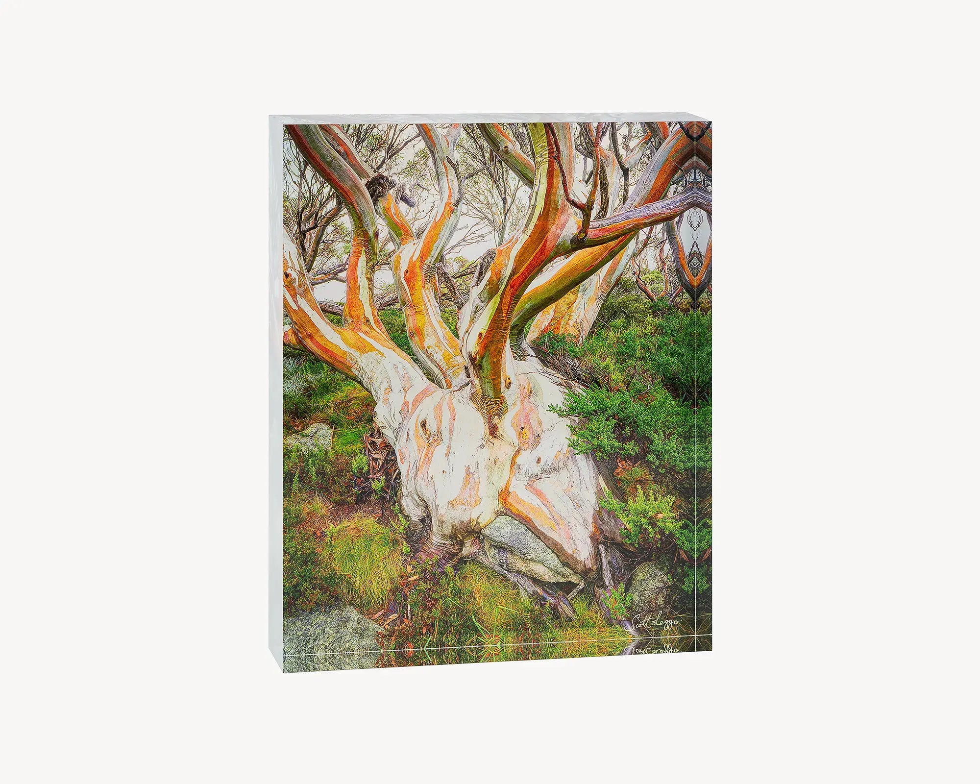 Heart of the Alps. Acrylic block of a snow gum in Kosciuszko National Park. Australian artwork.