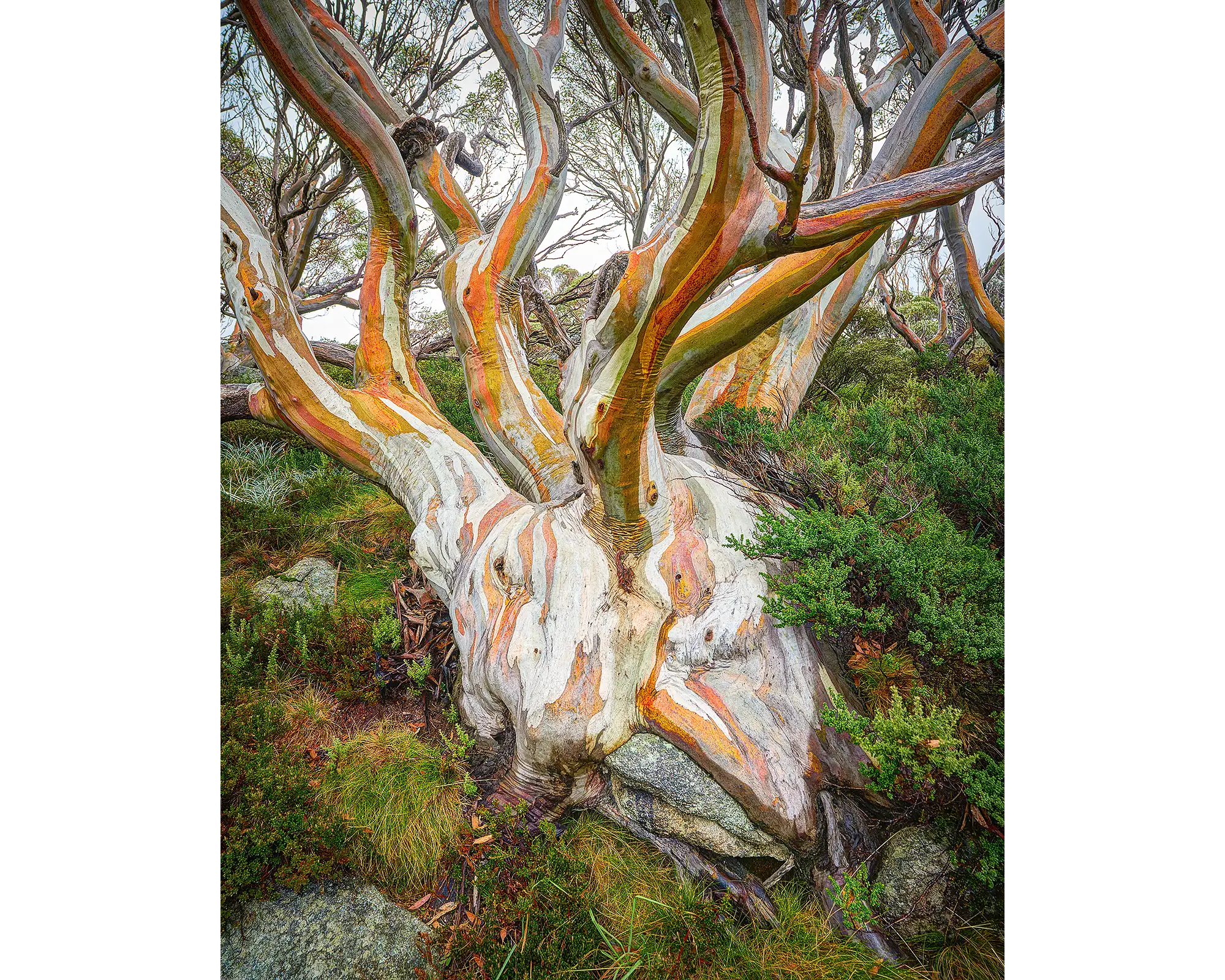 Heart of the Alps. Acrylic block of a snow gum in Kosciuszko National Park. Australian artwork.