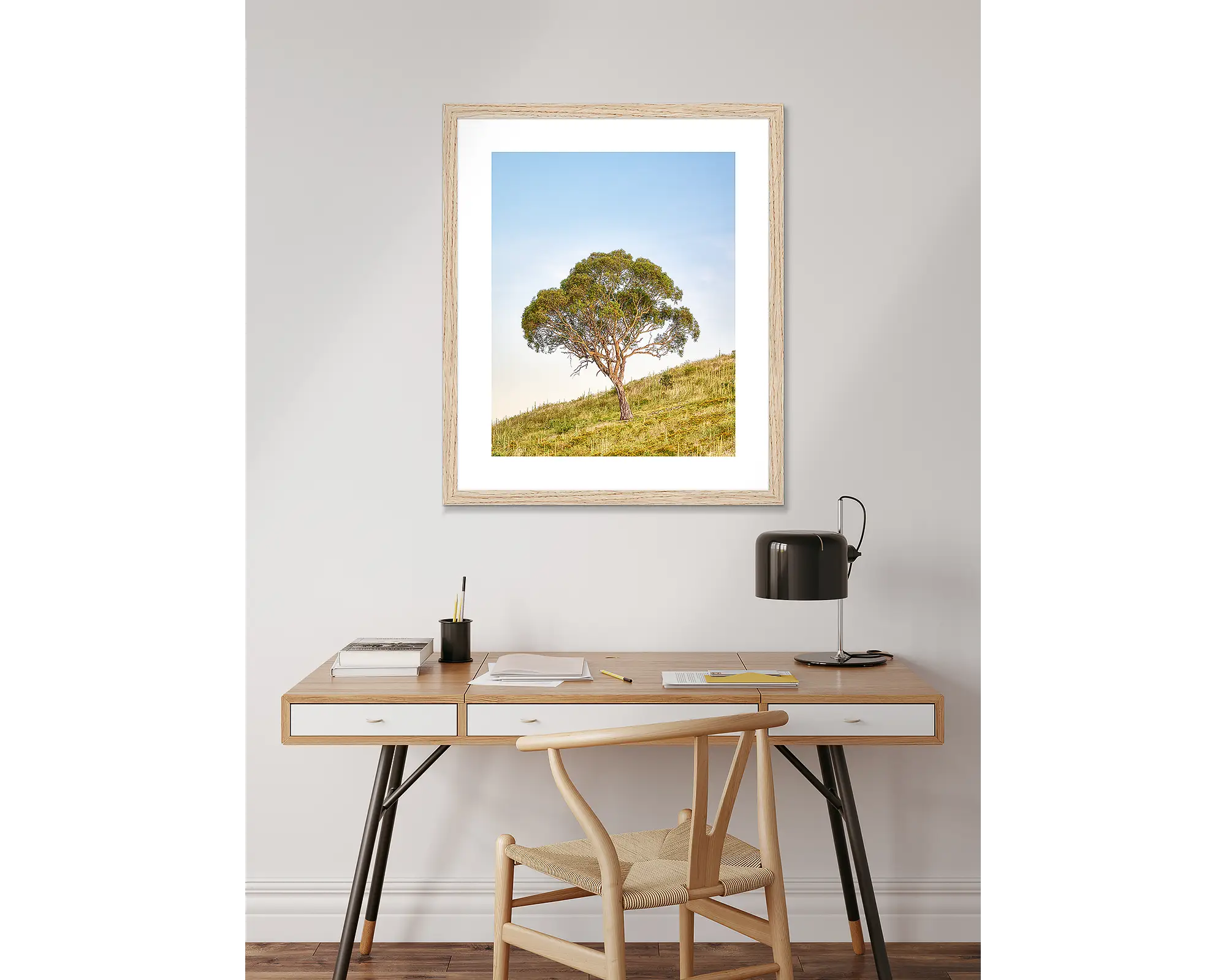 Incline - Gum tree on hill at Urambi Nature Reserve, Australian Capital Territory.