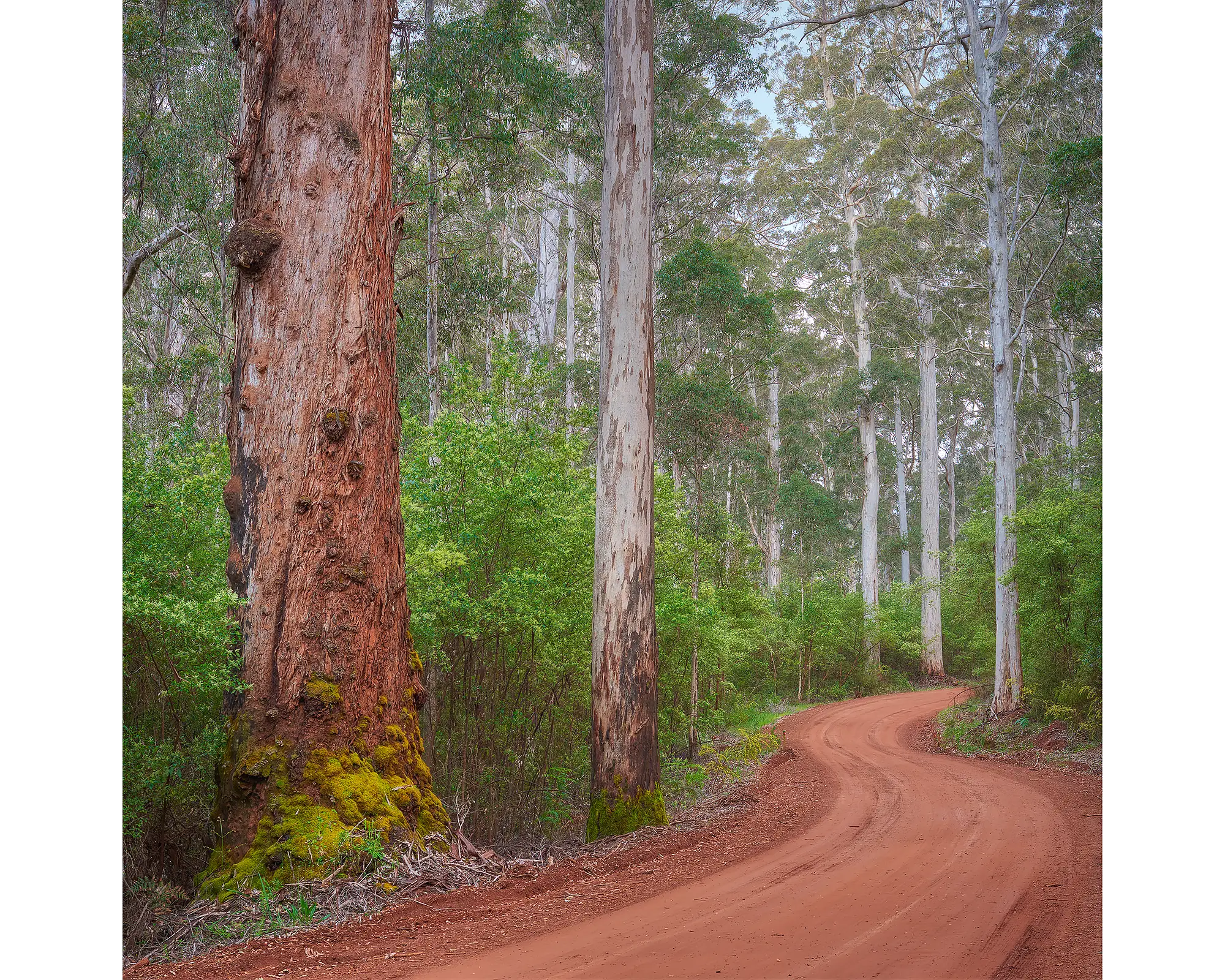 Karri Explorer acrylic block - Karri forest in south west Western Australia. 