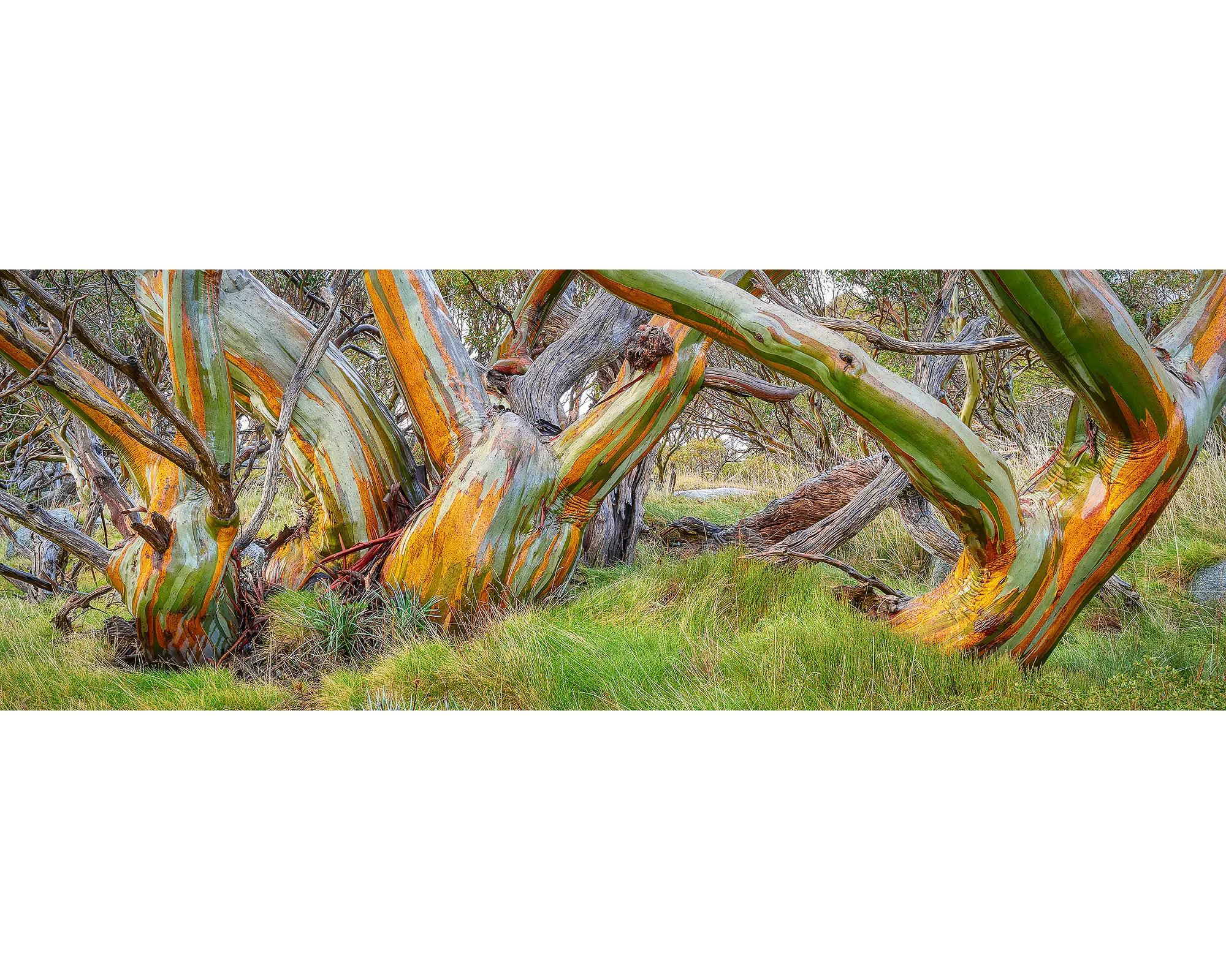 Kosi Colours. Acrylic block of wet snow gums in Kosciuszko National Park. Australian Artwork