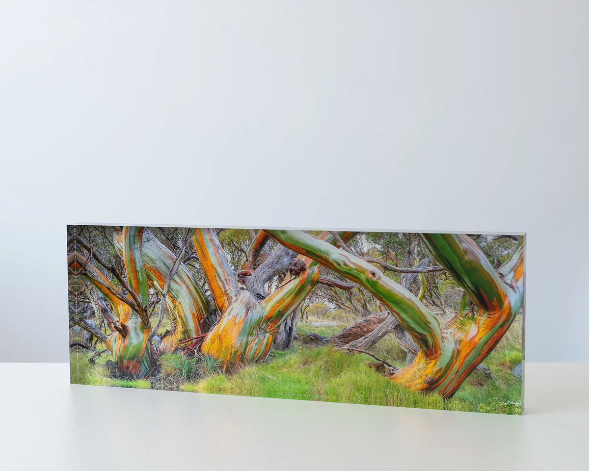 Kosi Colours. Acrylic block of wet snow gums in Kosciuszko National Park. Australian Artwork on table.