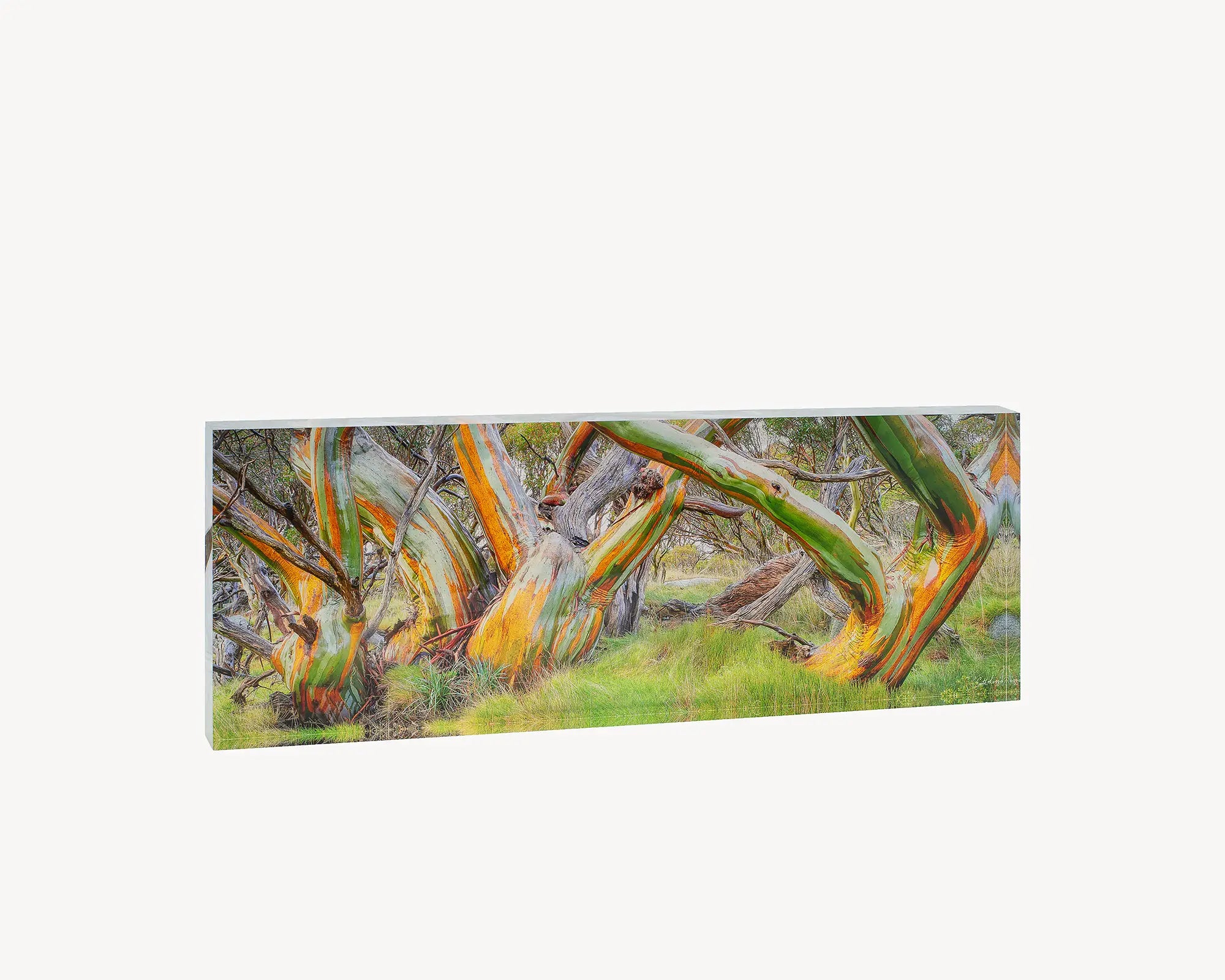 Kosi Colours. Acrylic block of wet snow gums in Kosciuszko National Park. Australian Artwork