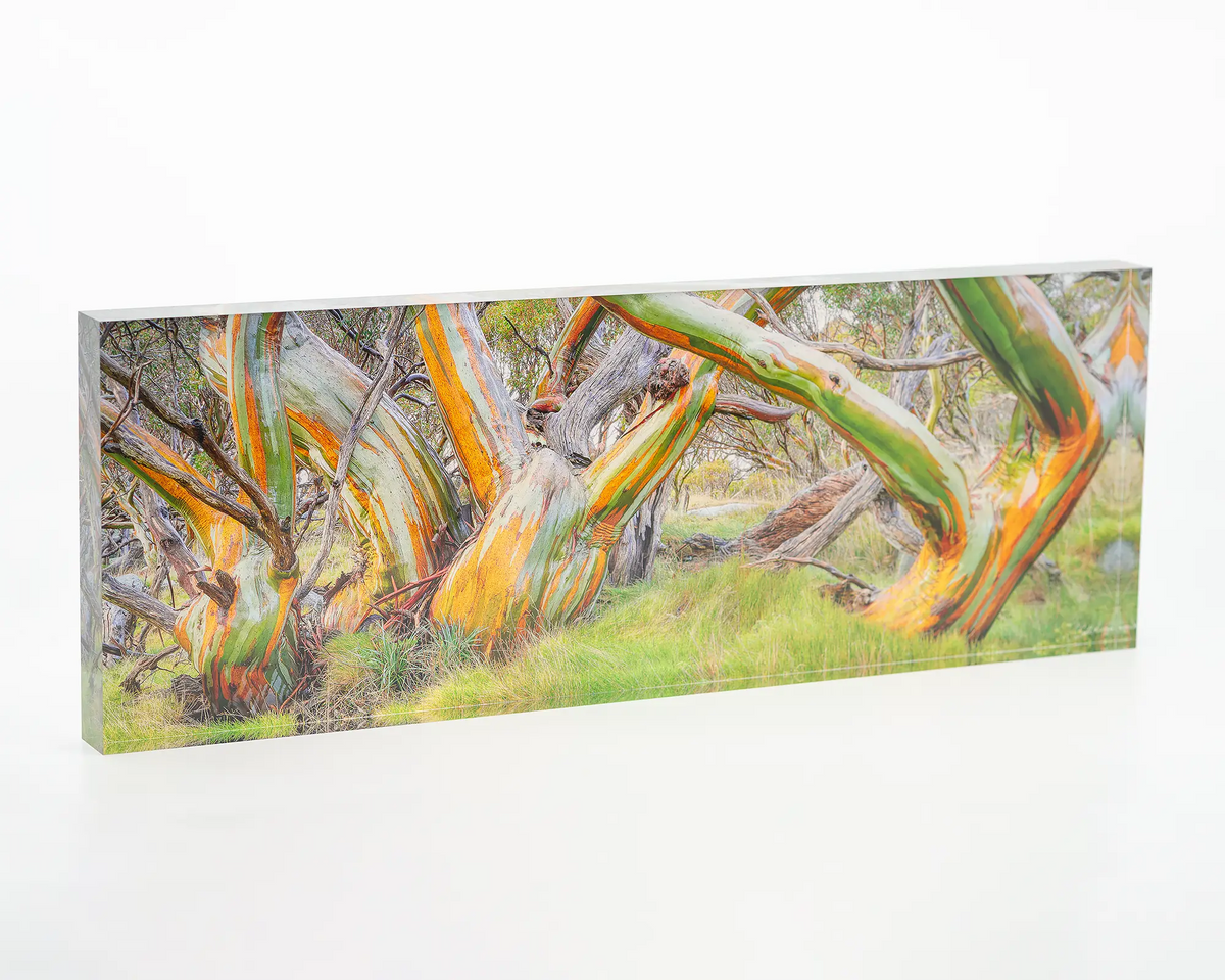 Kosi Colours snow gum acrylic block. 