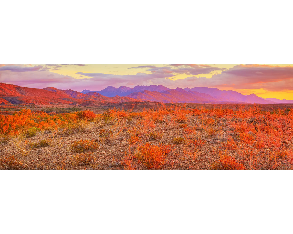 Lighting the Flinders. Sunset over wilpena pound ranges, South Australia.