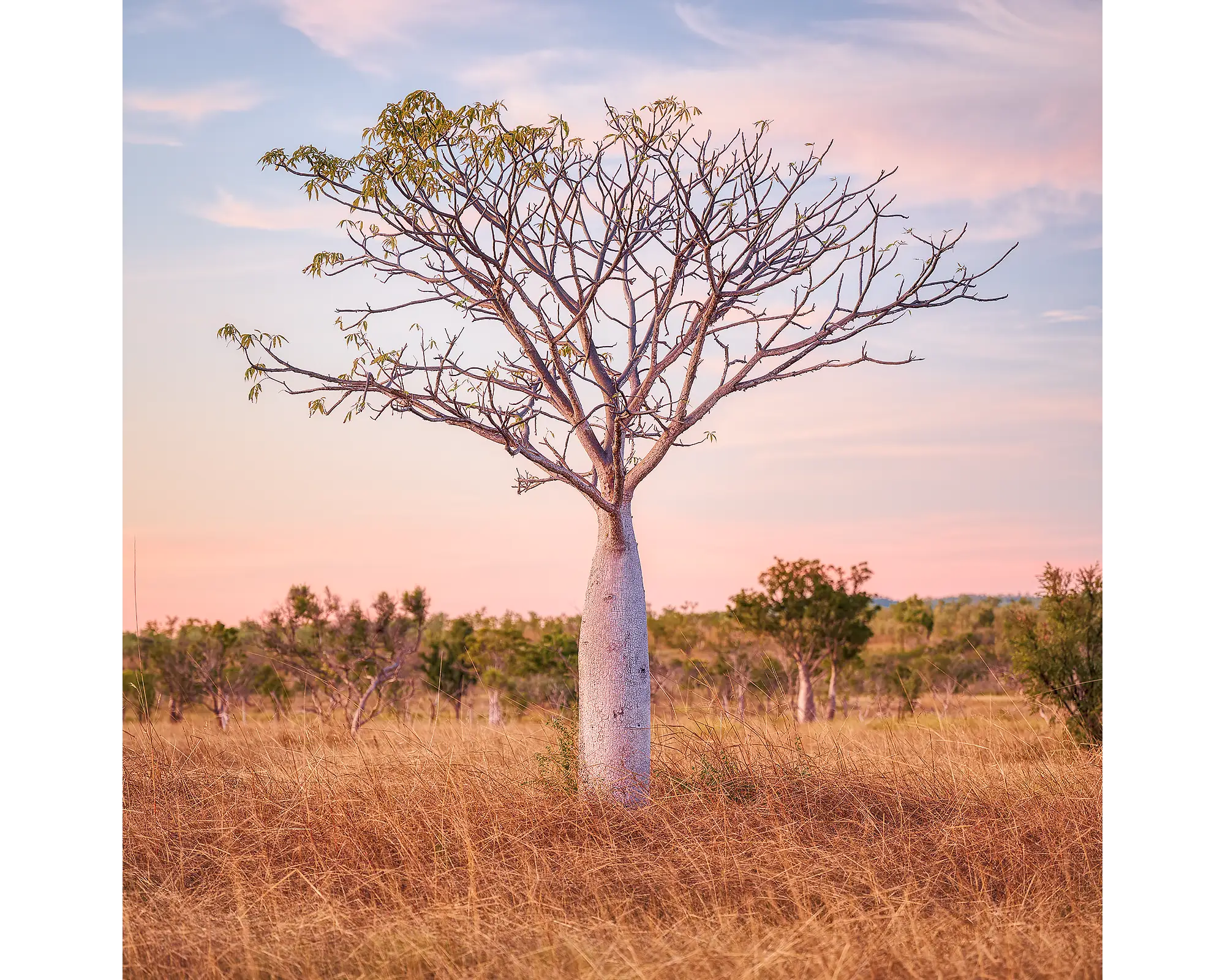 Little One acrylic block - east Kimberley boab tree. 