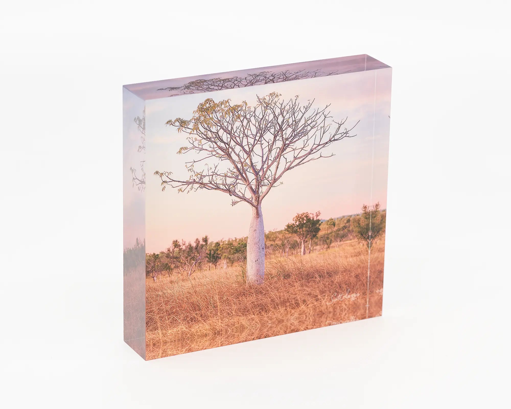 Little One acrylic block - east Kimberley boab tree. 