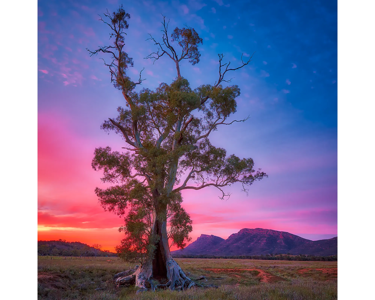 Cazneaux tree in the Flinders Ranges against a pink and purple sky at sunrise, Wilpena, Flinders Ranges, SA. 
