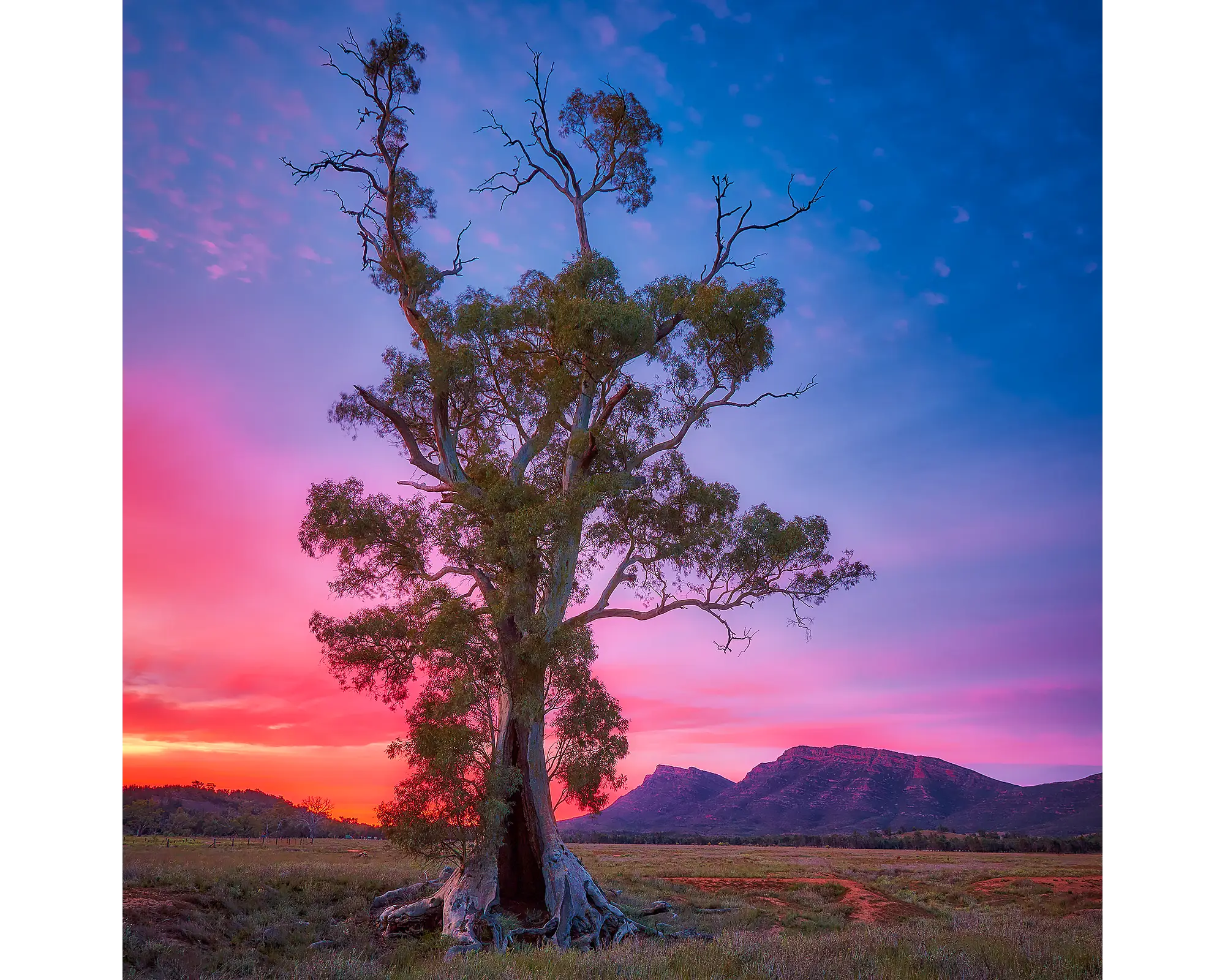 Majestic. Acrylic block of a Cazneaux Tree in front of the Flinders Ranges, Wilpena. South Australian artwork.