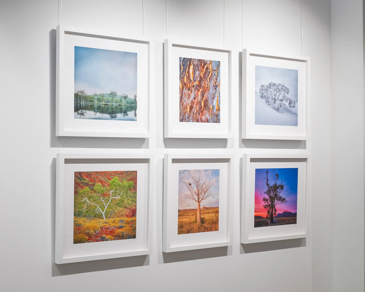 Majestic. Cazneaux tree Flinders Ranges with purple sky at sunrise. Wall art in a gallery.