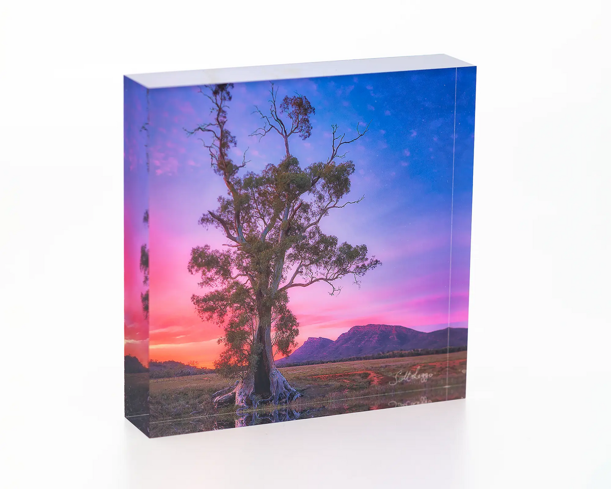 Majestic - Cazneaux tree and Wilpena Pound artwork, Flinders Ranges, SA. 