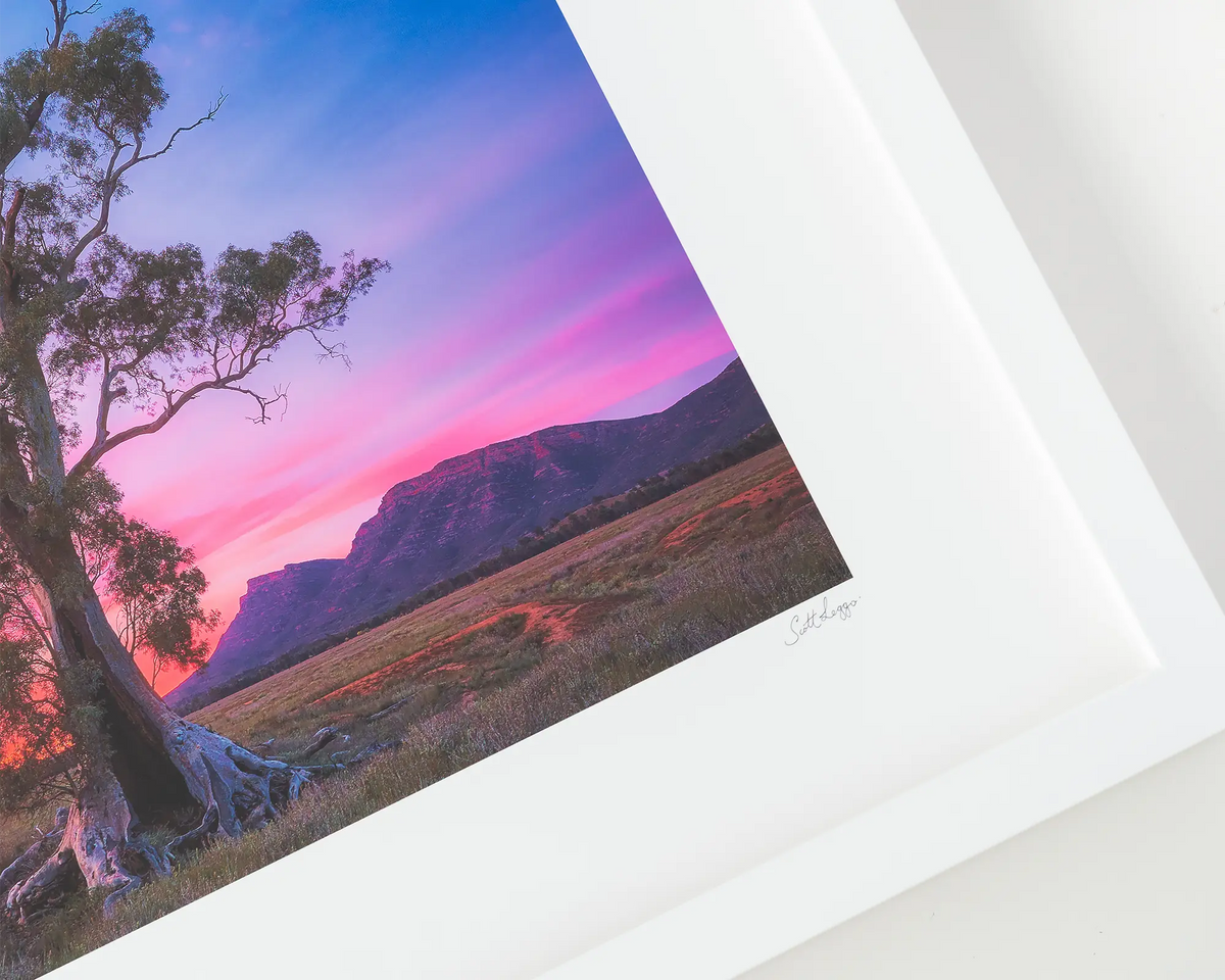 Majestic. White framed print of a River Red Gum tree. Australian artwork with a white frame.