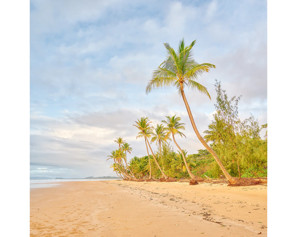 Palm trees along Mission Beach at sunrise, Queensland. 