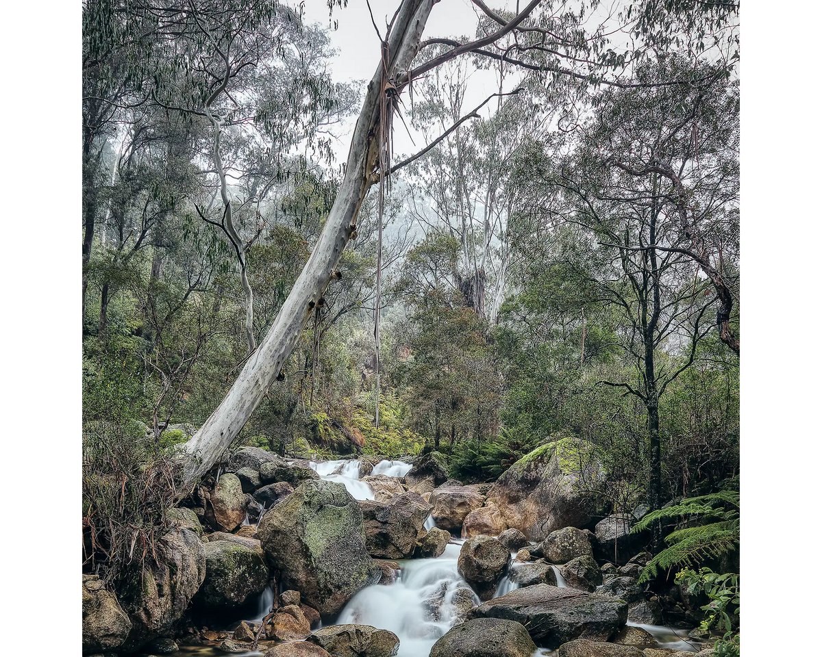 Eurobin Creek flowing through the forest at Mount Buffalo, Mount Buffalo National Park, Victoria. 