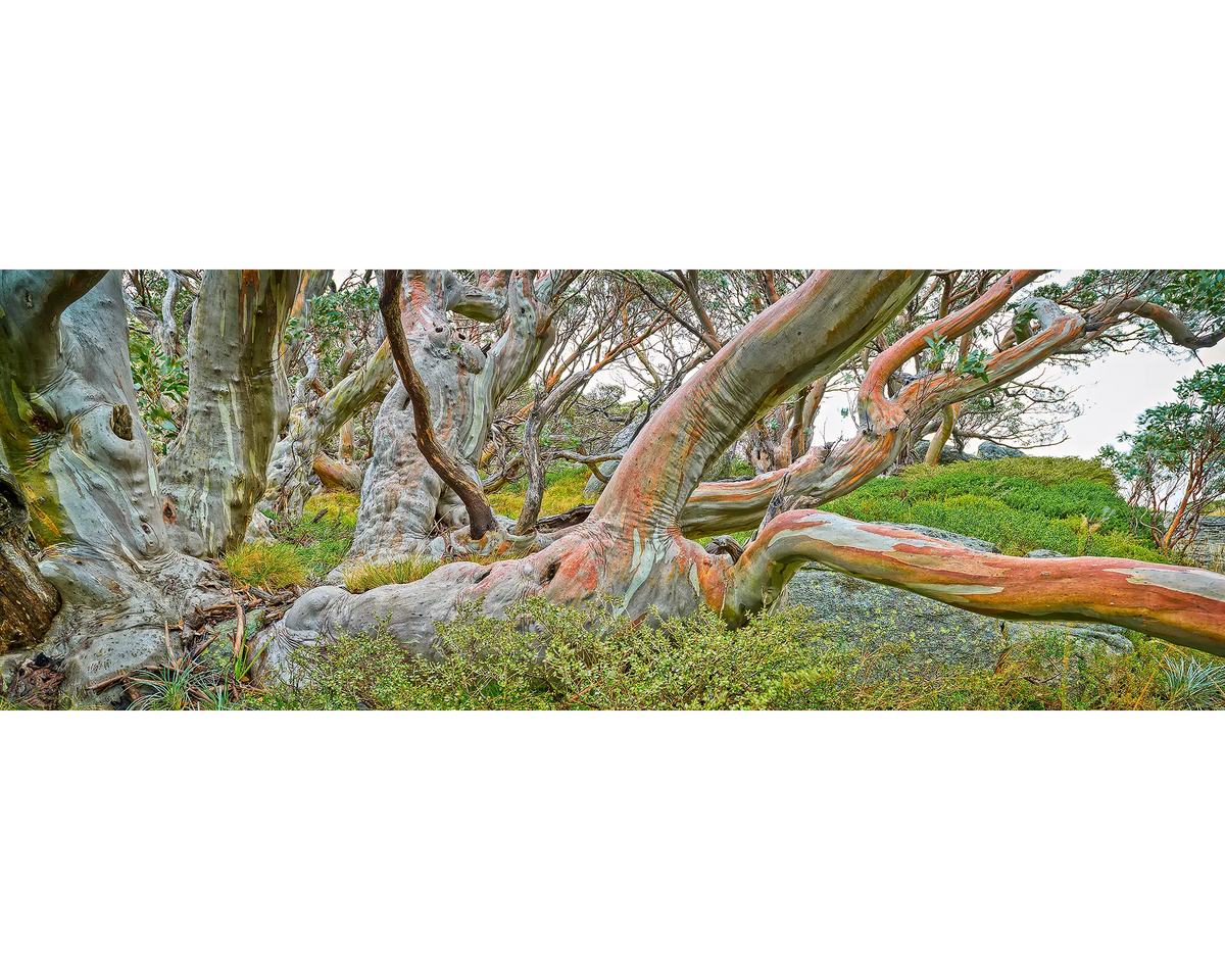 Snow gum branches, Kosciuszko National Park, NSW. 