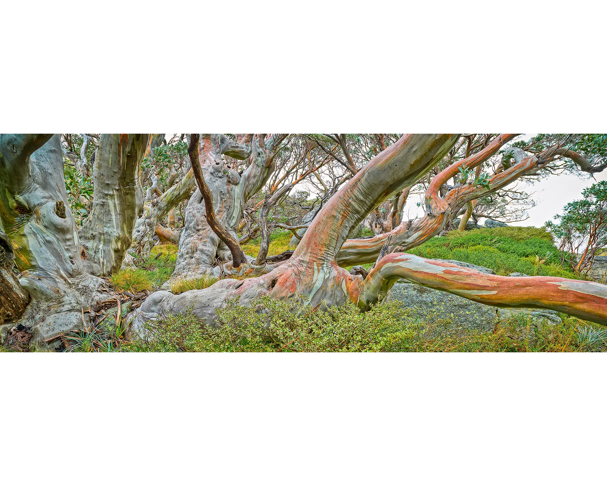 Snow gum branches, Kosciuszko National Park, NSW. 