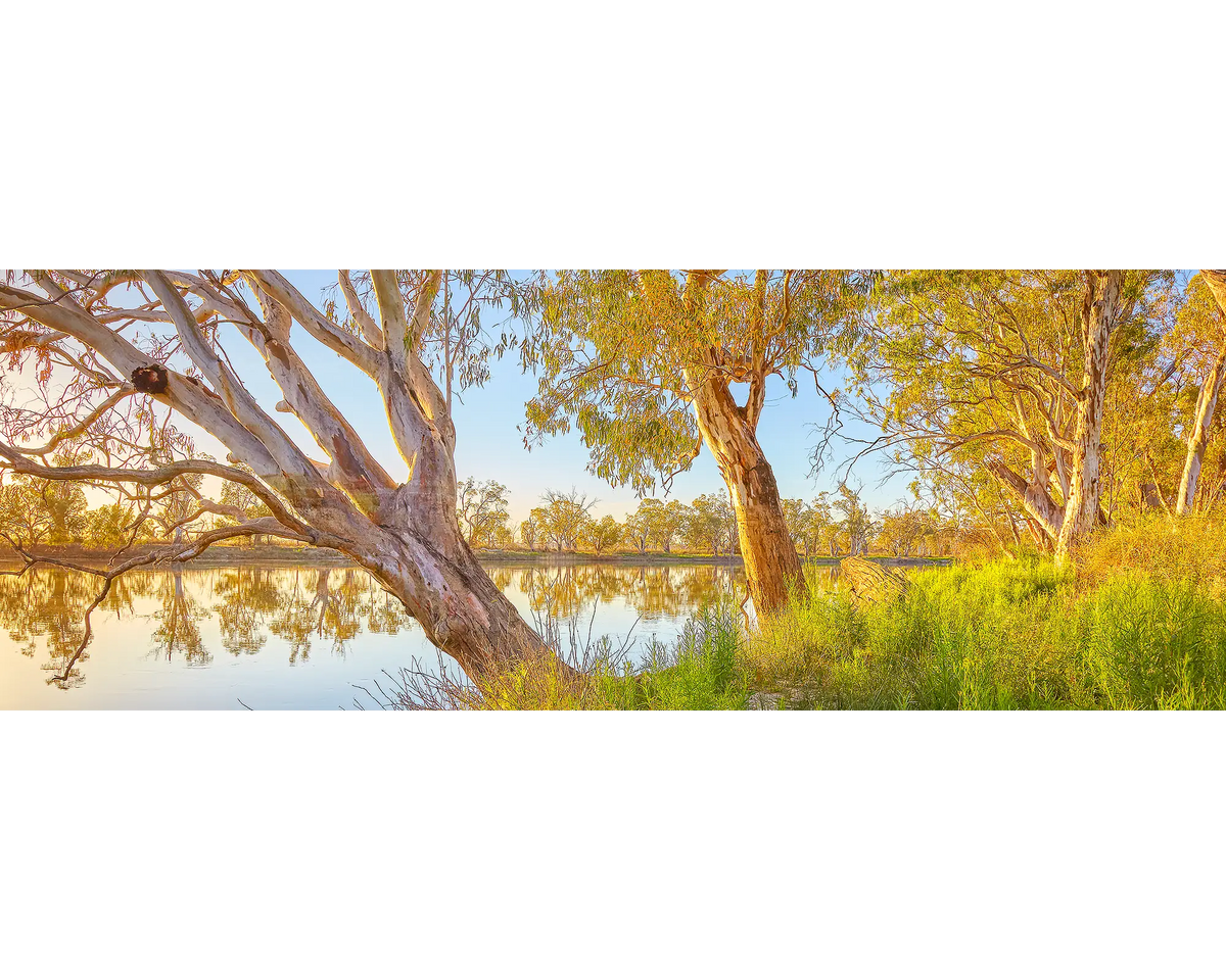 Sunrise over the Murray River with gum trees along the riverbank, Murray River National Park, South Australia. 