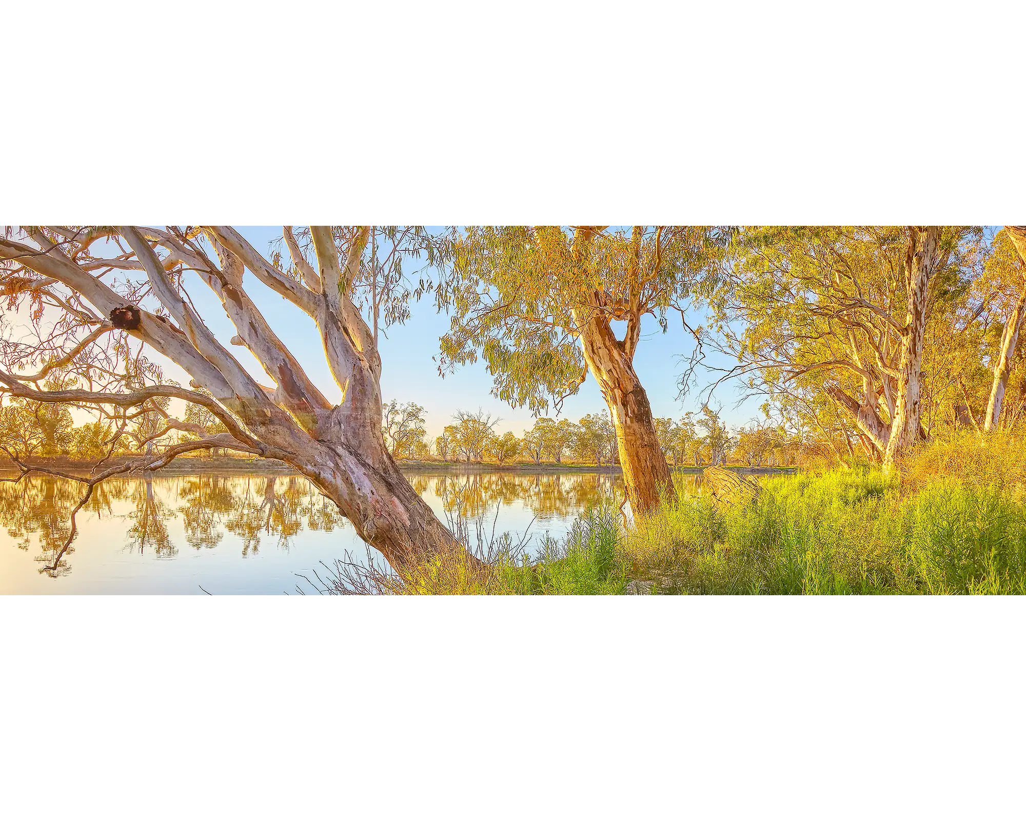 Sunrise over the Murray River with gum trees along the riverbank, Murray River National Park, South Australia. 