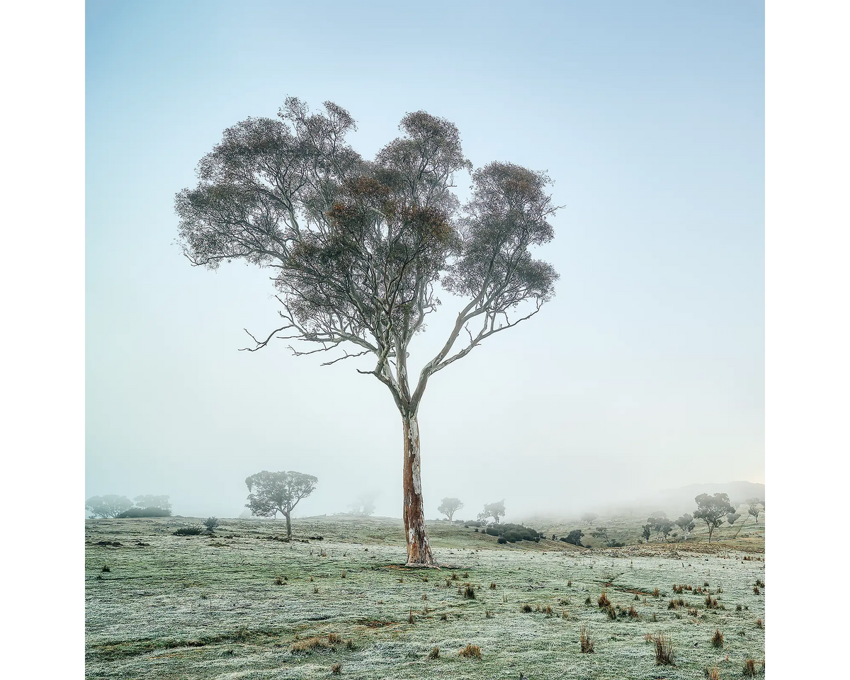 Off Balance. Gum tree in winter fog on farm, Googong, New South Wales.