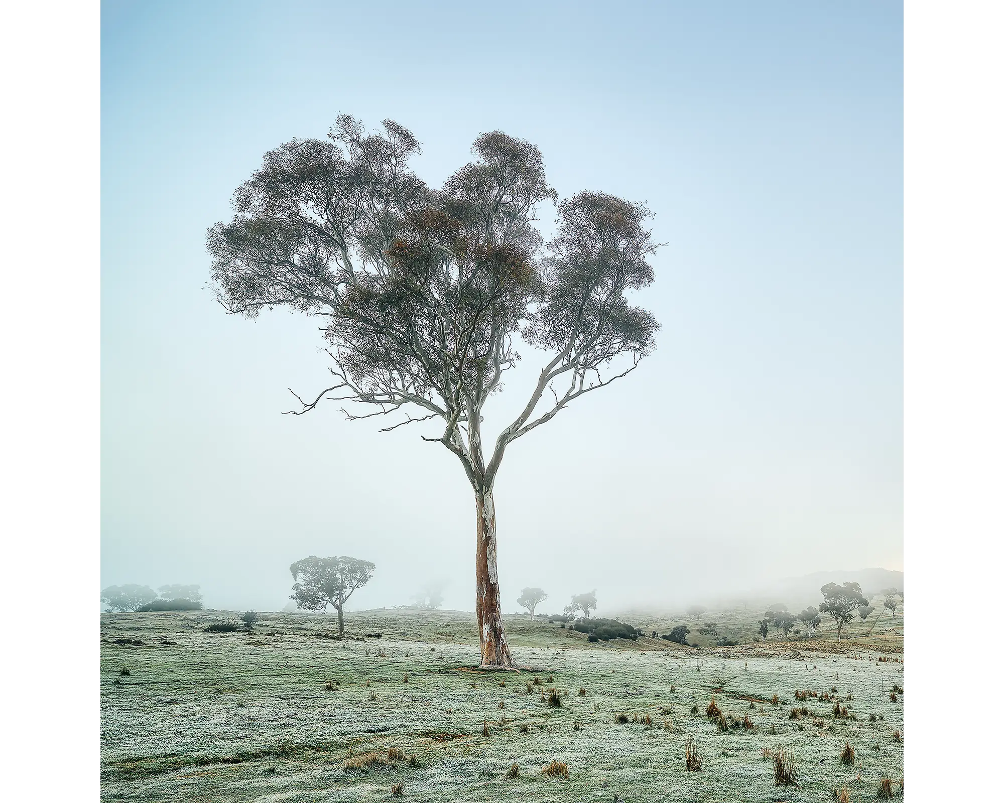 Off Balance. Gum tree in winter fog on farm, Googong, New South Wales.