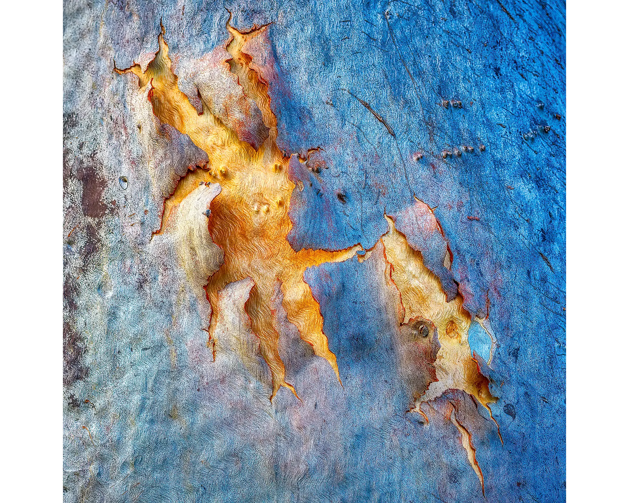 Abstract photograph of gum tree bark, Hayman Island, Queensland. 