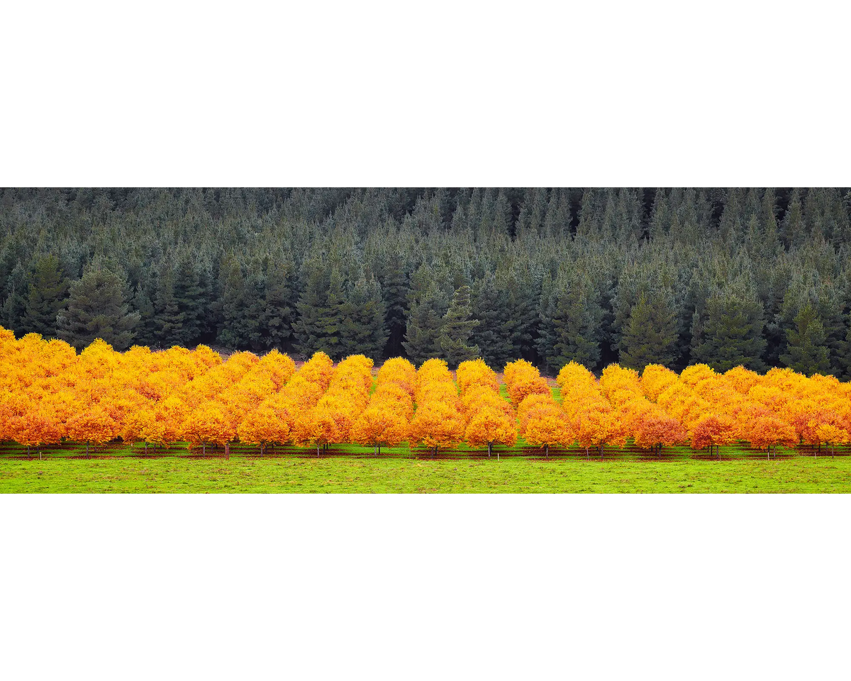 Rows of orange chestnut trees with a pine forest in the background, Alpine Shire, Victoria.