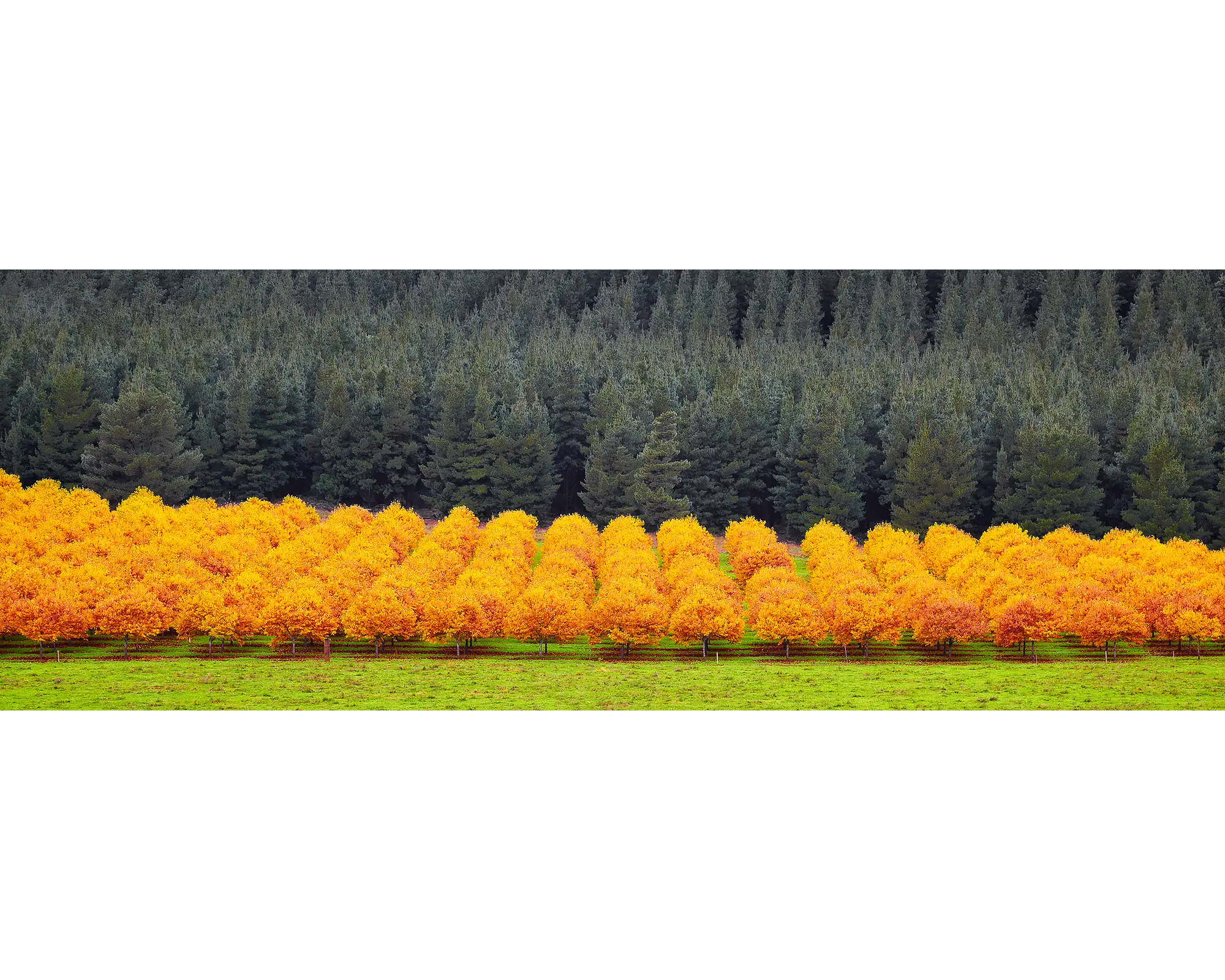 Rows of orange chestnut trees with a pine forest in the background, Alpine Shire, Victoria.