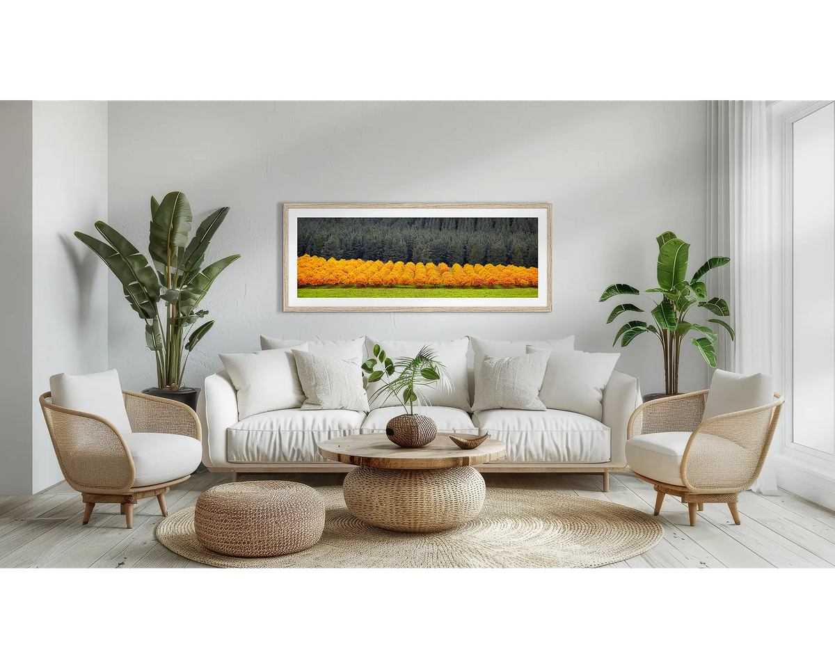 Orange Row of Trees. Autumn wall art print, with a Tasmanian oak frame, above a couch. 