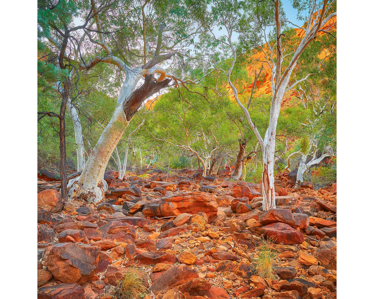 Ghost gums and red earth at Kings Canyon, Watarrka National Park, NT.