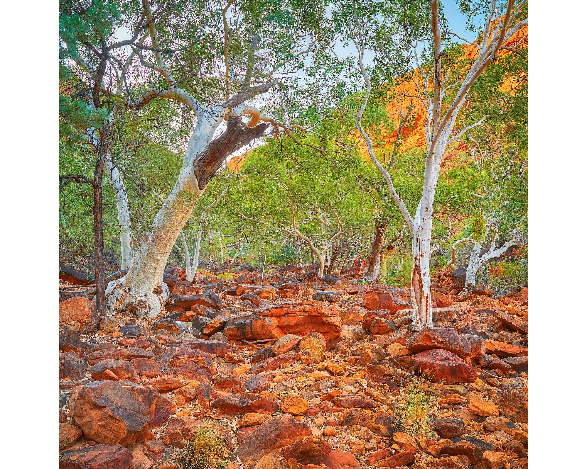 Ghost gums and red earth at Kings Canyon, Watarrka National Park, NT.