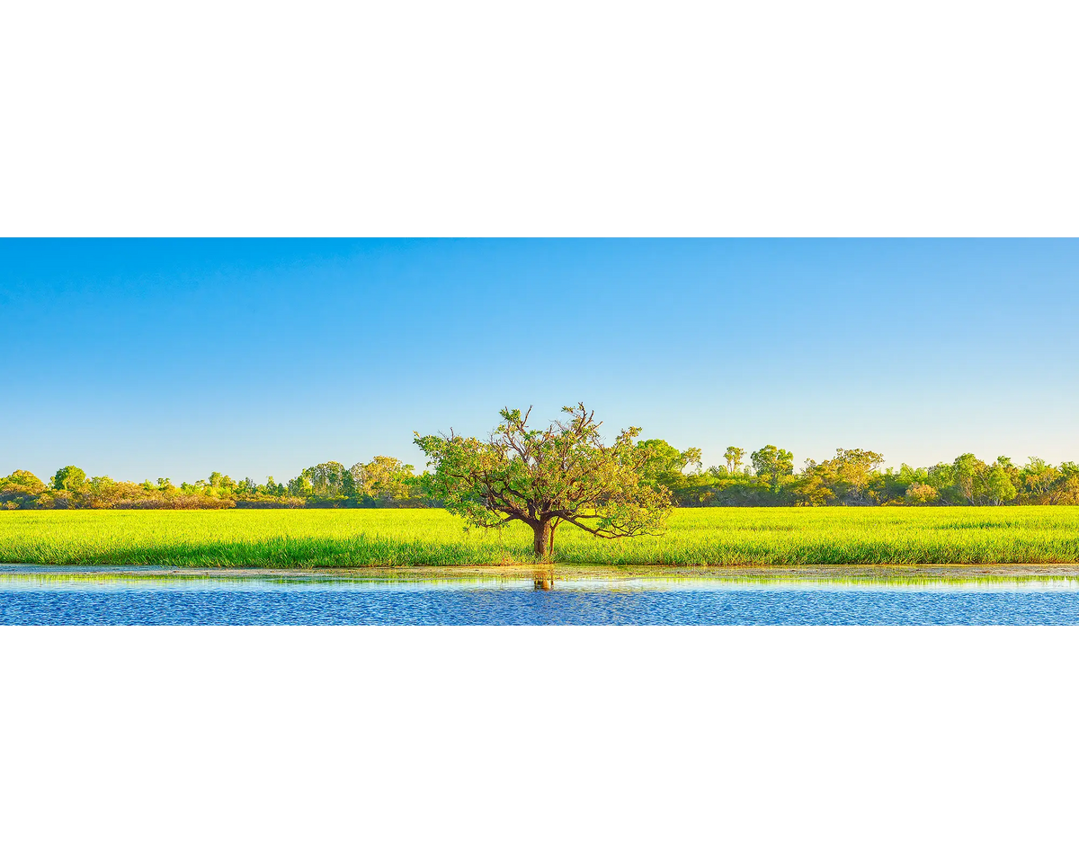 Outlier. Outlier tree in Yellow water ngurrungurrudjba wetlands in Kakadu National Park, Northern Territory.