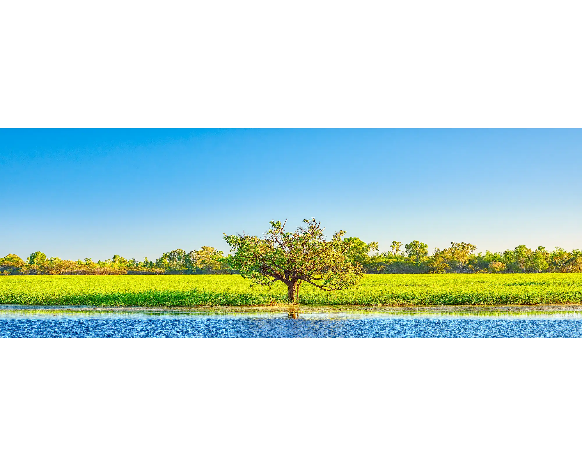 Outlier. Outlier tree in Yellow water ngurrungurrudjba wetlands in Kakadu National Park, Northern Territory.