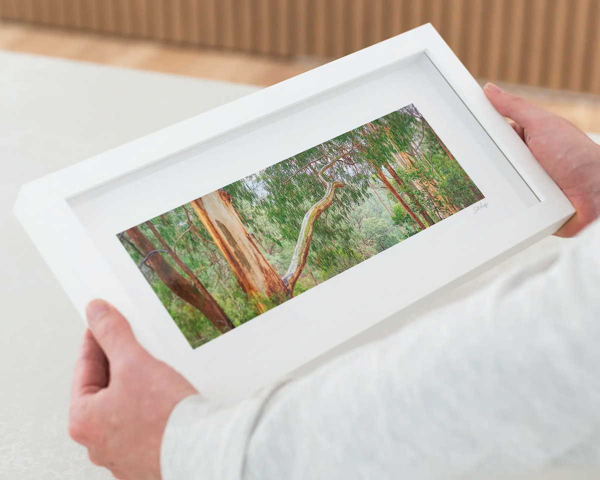 Outreach. Gum Tree branch in mount Buffalo National Park, Victoria. Wall art being held.