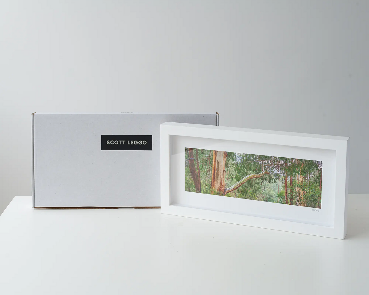 Outreach. Gum Tree branch in mount Buffalo National Park, Victoria. Wall art with box.