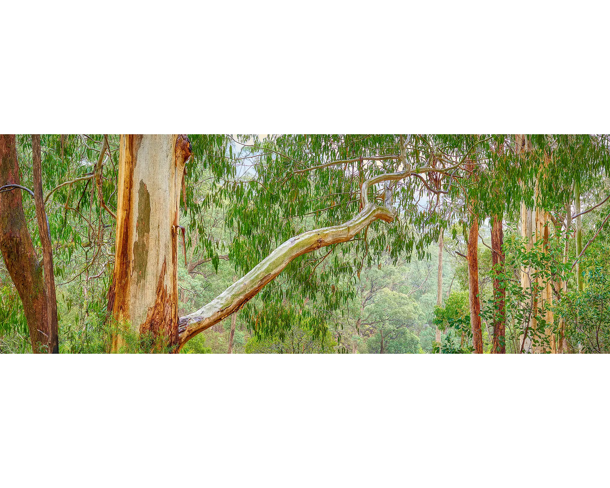 Gum tree forest at Mount Buffalo, Mount Buffalo National Park, Victoria. 