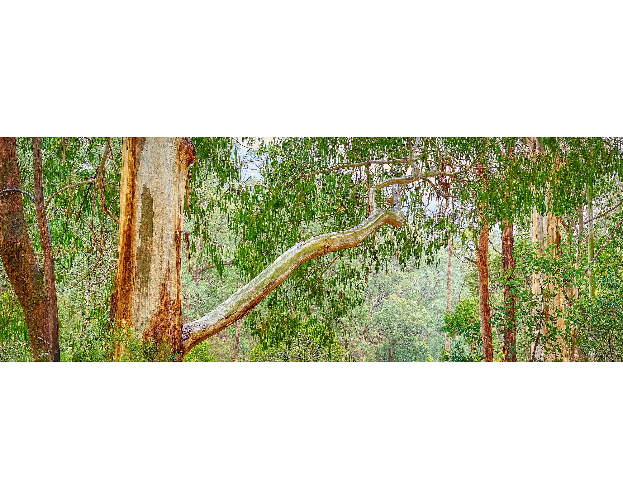 Gum tree forest at Mount Buffalo, Mount Buffalo National Park, Victoria. 