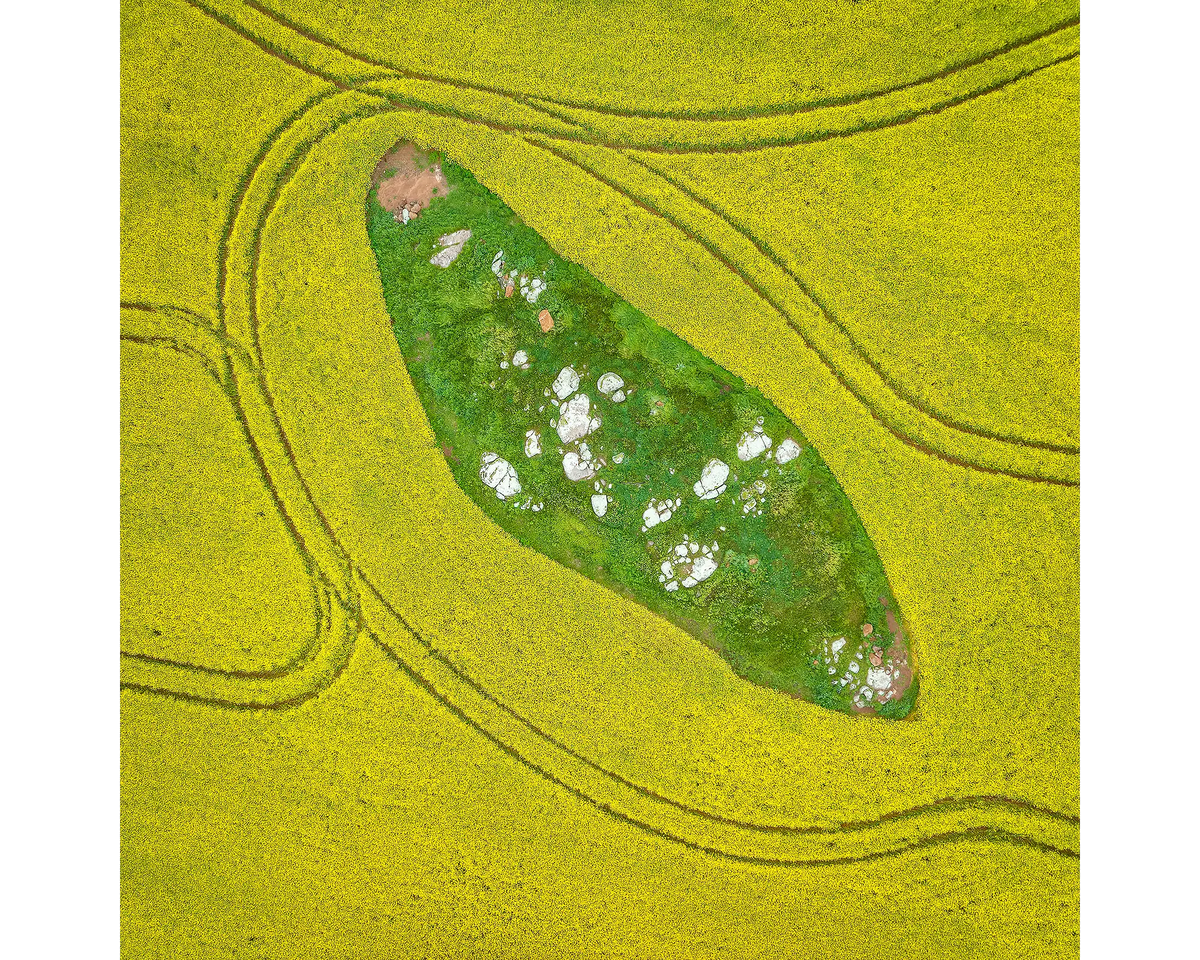 Canola fields viewed from above, Junee Shire, NSW.