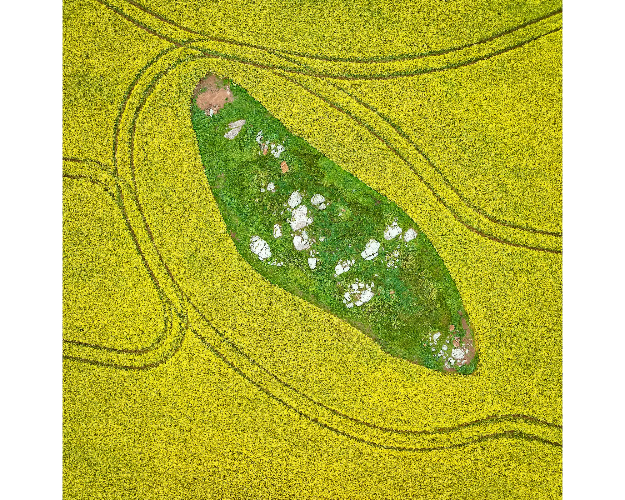 Pathways acrylic block - aerial view of canola fields in Junee Shire, NSW. 