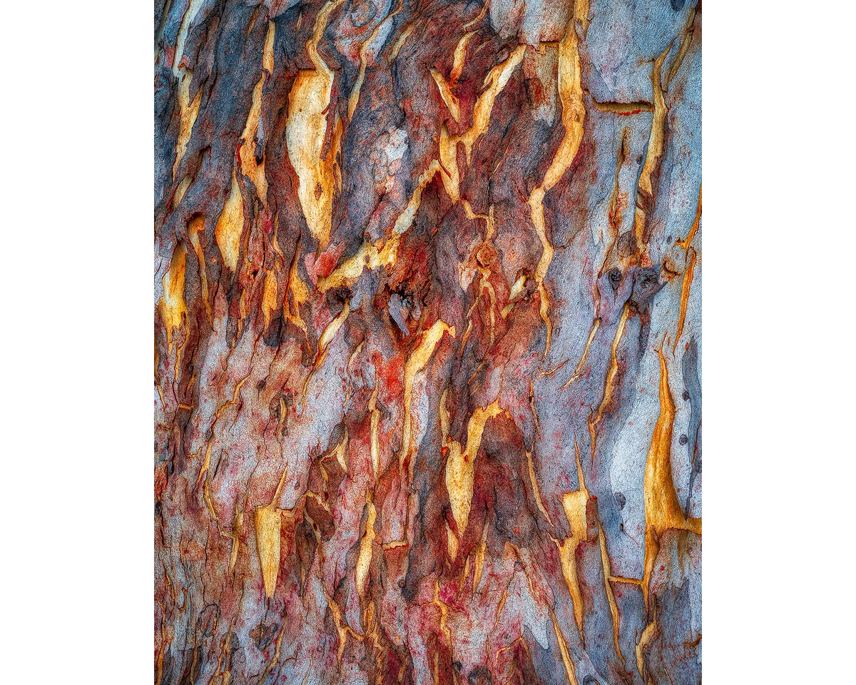 Close up of peeling gum tree bark, Farrer Ridge Nature Reserve, Canberra, ACT.