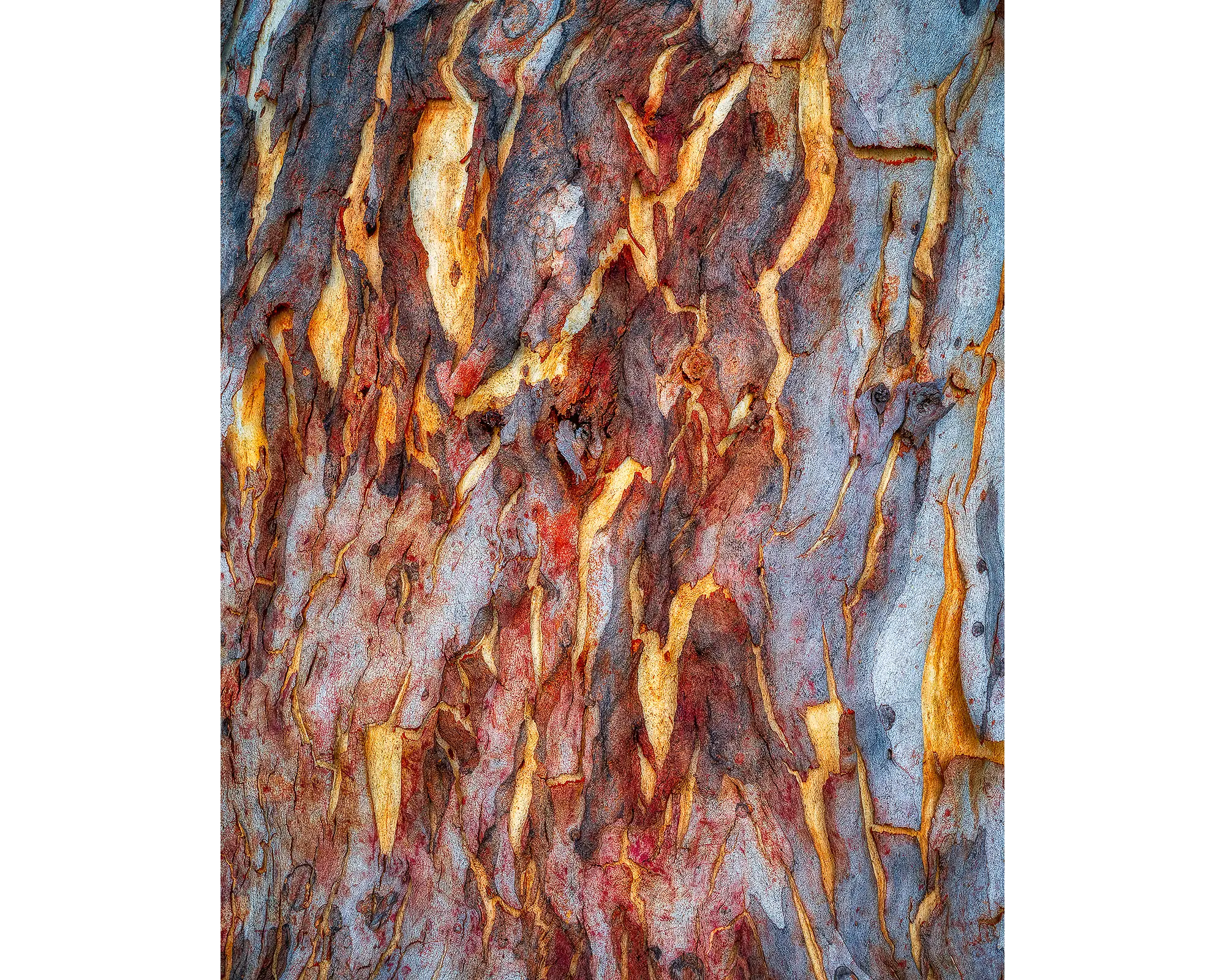 Peeling acyrlic block - abstract gum tree bark artwork. 