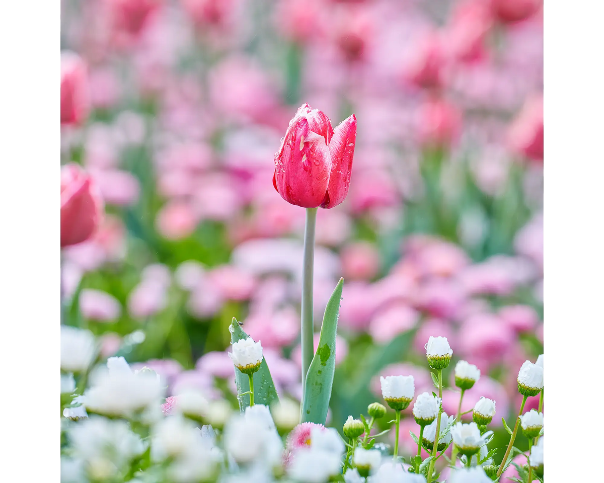 Tulips at Floriade, Canberra, ACT. 