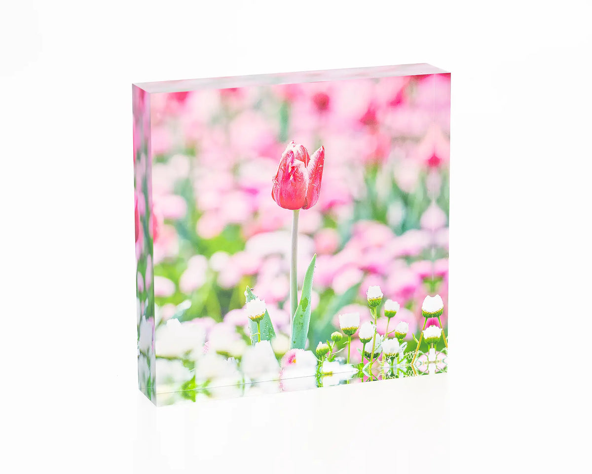 Pretty in Pink acrylic block - Floriade artwork. 