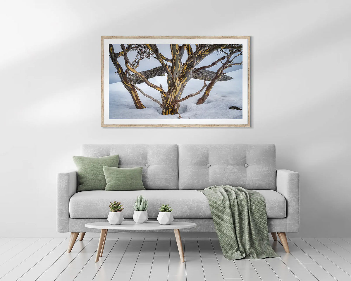 Reach. Snow gum in the snow, framed wall art print, with a timber frame, above a couch. 