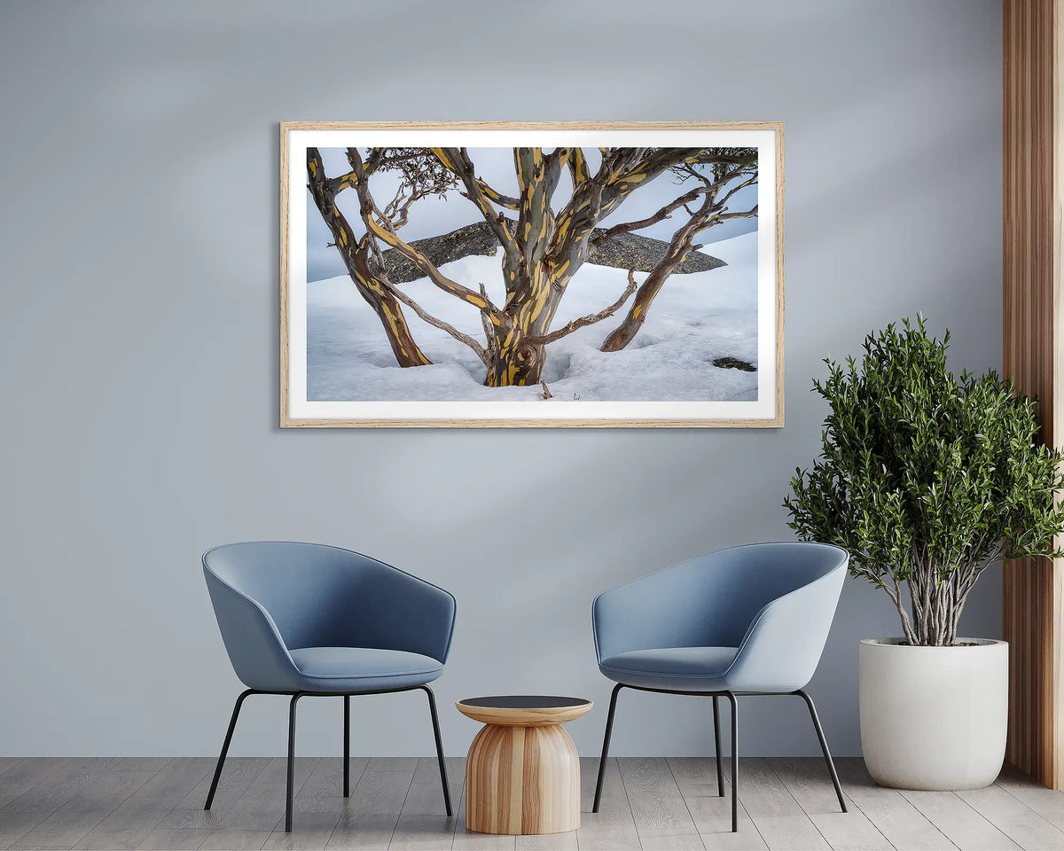 Reach. Snow gum in the snow, framed wall art print, with a timber frame, in a waiting room. 