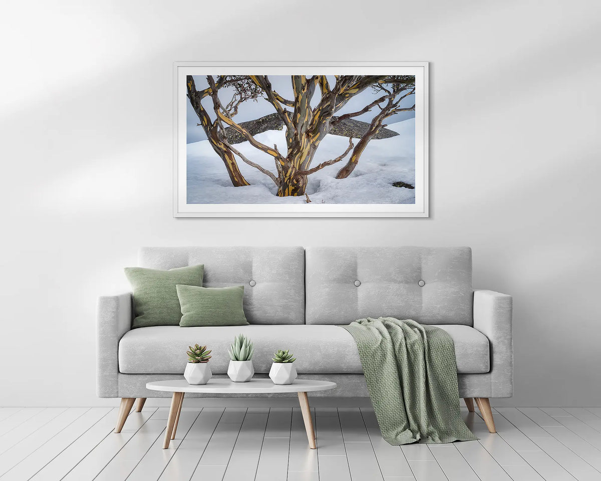 Reach. Snow gum in the snow, framed wall art print, with a white frame, above a couch. 