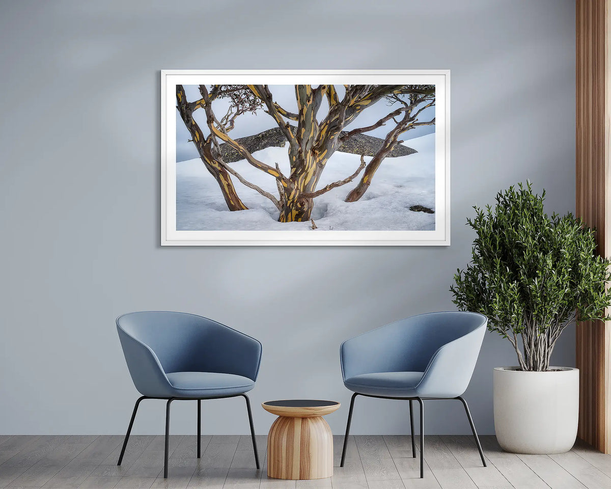 Reach. Snow gum in the snow, framed wall art print, with a white frame, in a waiting room. 