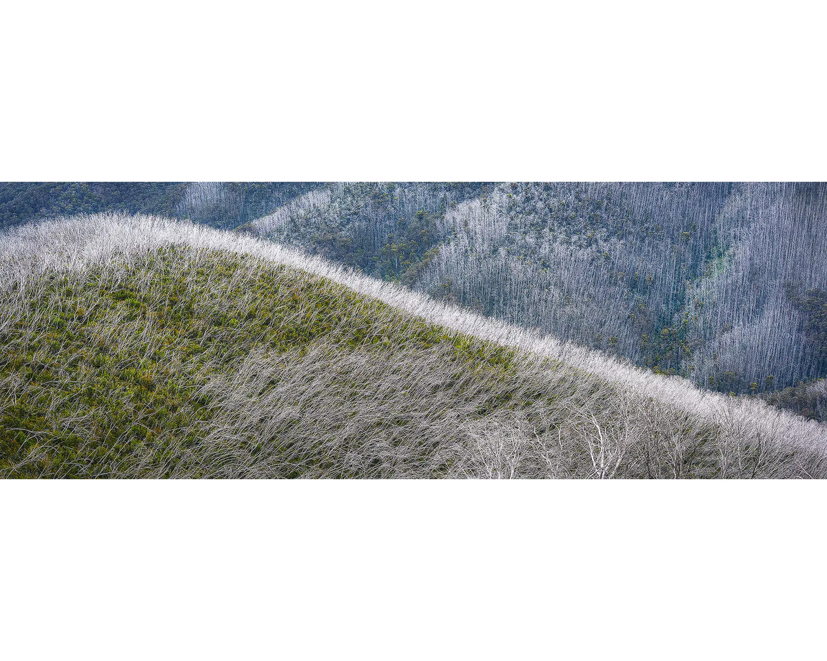 Recovery. Snow gums after bushfires in Alpine National Park, Victoria.